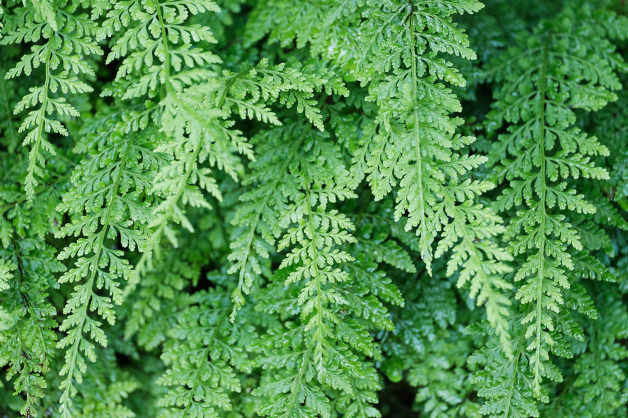 Ferns on ferns on ferns.