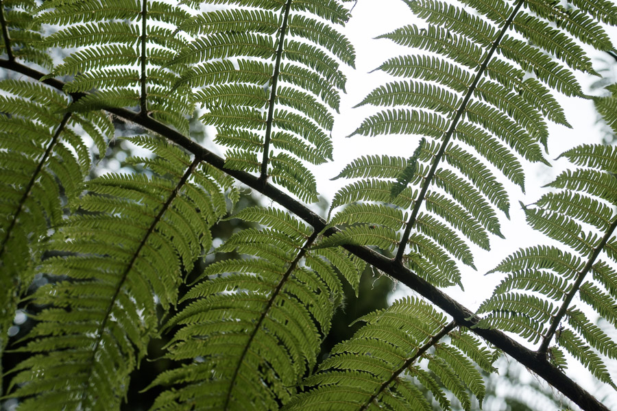 &hellip;repeating geometry provides camouflage for life silhouetted against the sky in the forest canopy&hellip;