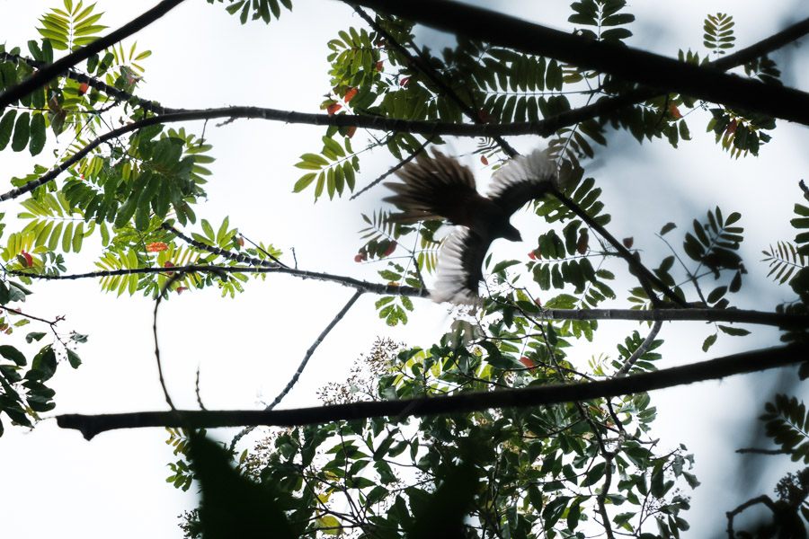 &hellip;there! A female resplendent quetzal alights from one perch to another high above.