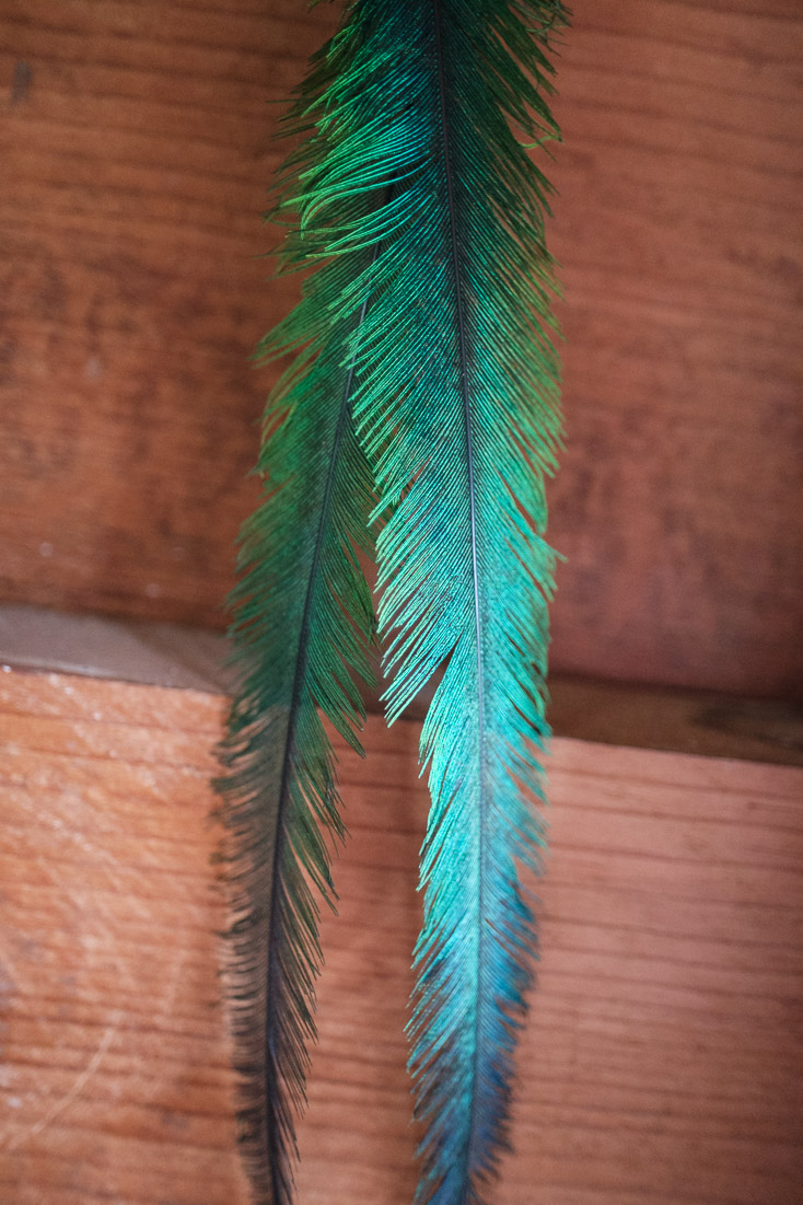 The iridescent green tail feather is a symbol for spring plant growth to the Maya, who viewed the quetzal as the &lsquo;god of the air&rsquo; and as a symbol of goodness and light.