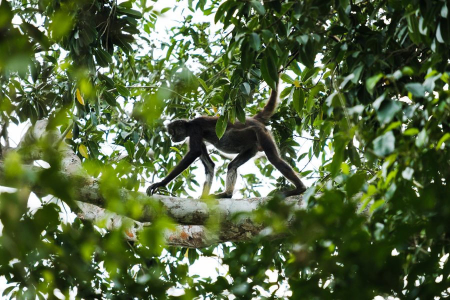High above, a spider monkey gracefully moves along the mesh of branches.