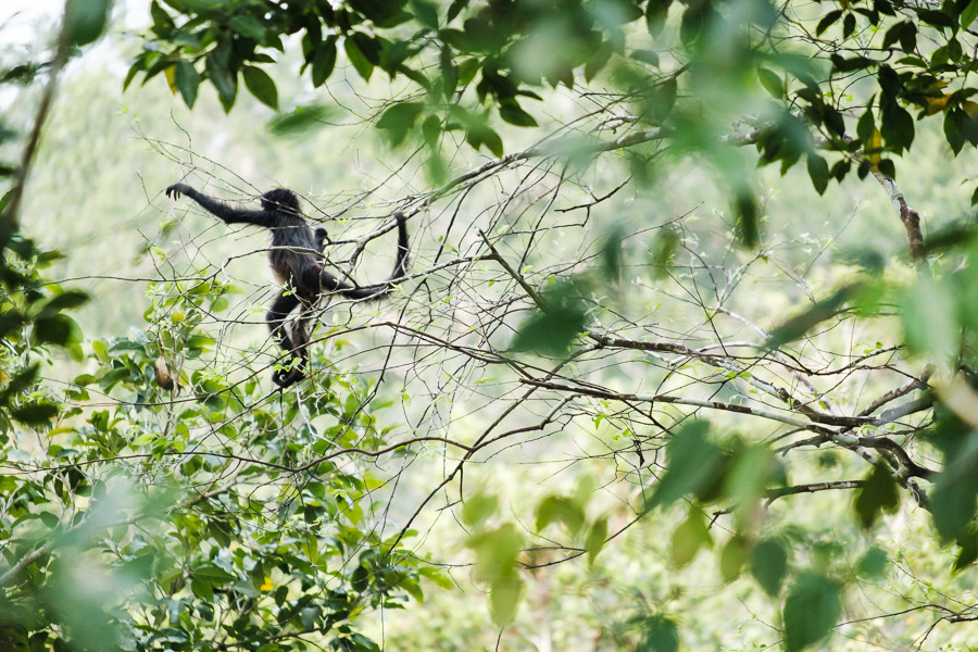 A monkey leaps with confidence as it moves quickly through the canopy.
