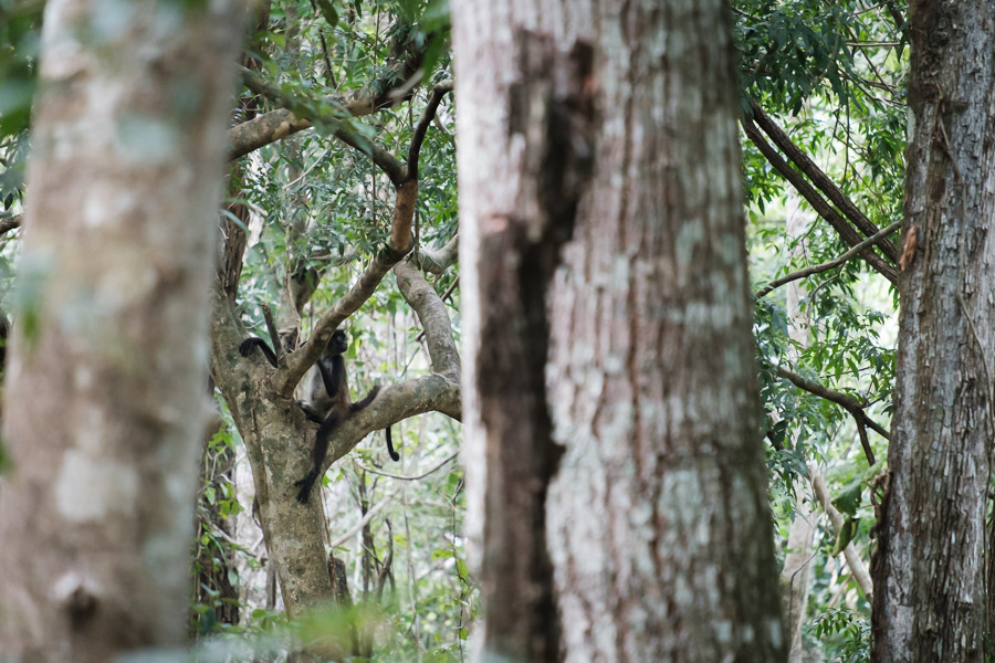 Resting in the treetops.
