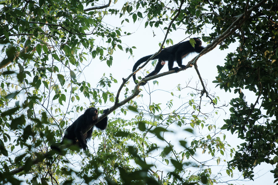 Howler monkeys howling; their roars echo through the valleys and provide an ambiance that evokes a sense of something prehistoric.