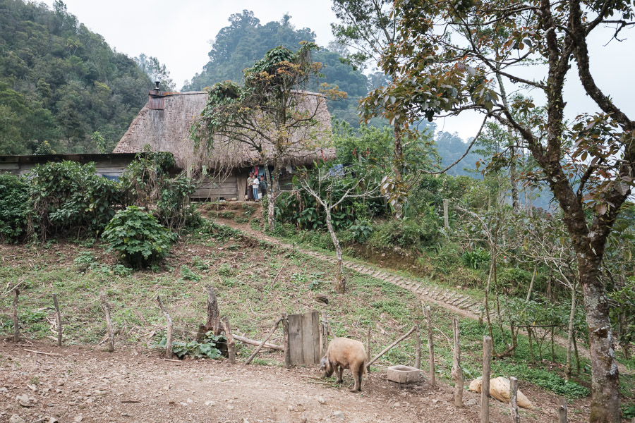 The home of my hosts at the base of the cloud forest. They farm, grow their own firewood, and have a small turbine on a nearby stream for a bit of electricity. Life is basic here but completely self-sufficient.