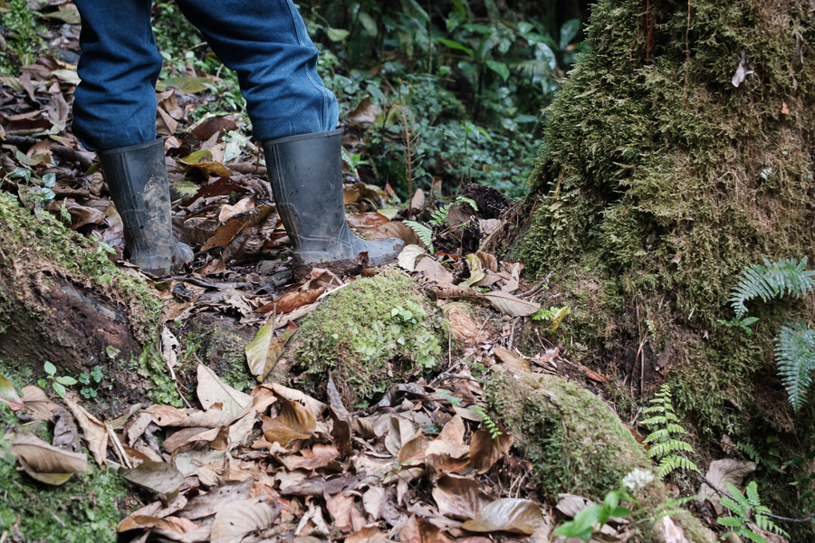 Textures of the forest floor.