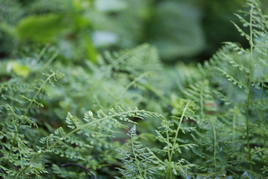 &hellip;and all sorts of greenery.