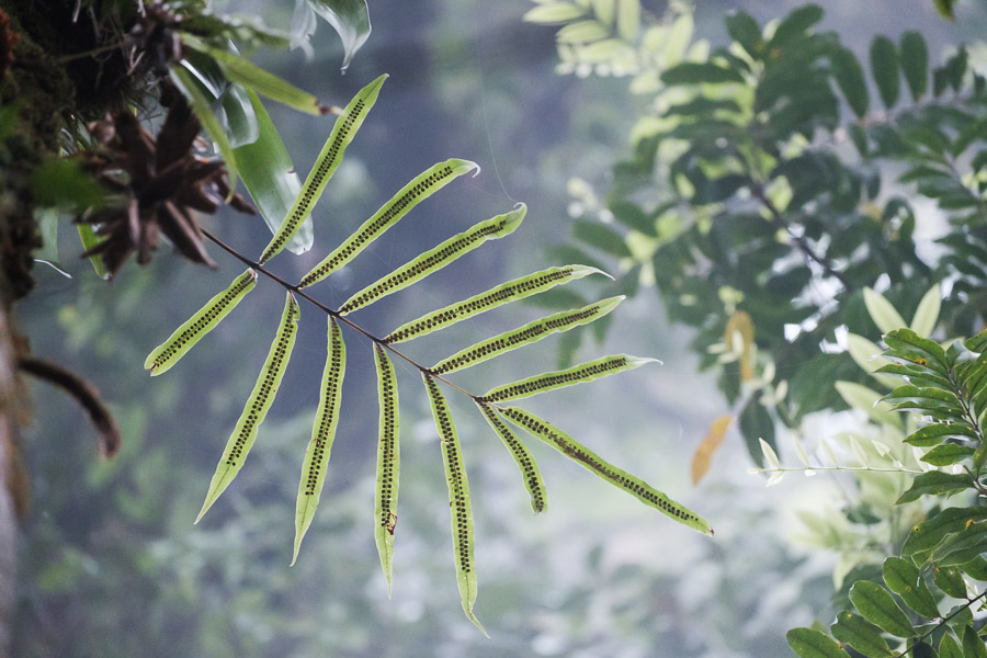 With so much dense diversity, there are seemingly infinite details hiding in plain sight.