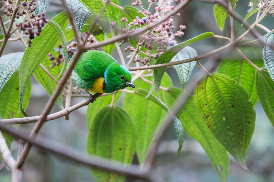 A blue-crowned chlorophonia would normally stand out with its bright colors, but here it blends in perfectly with the environment.