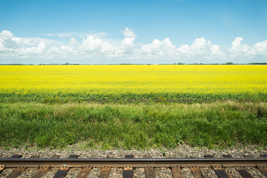 Quintessential prairie scenes outside the train window: bright canola, billowy clouds, and blue sky.