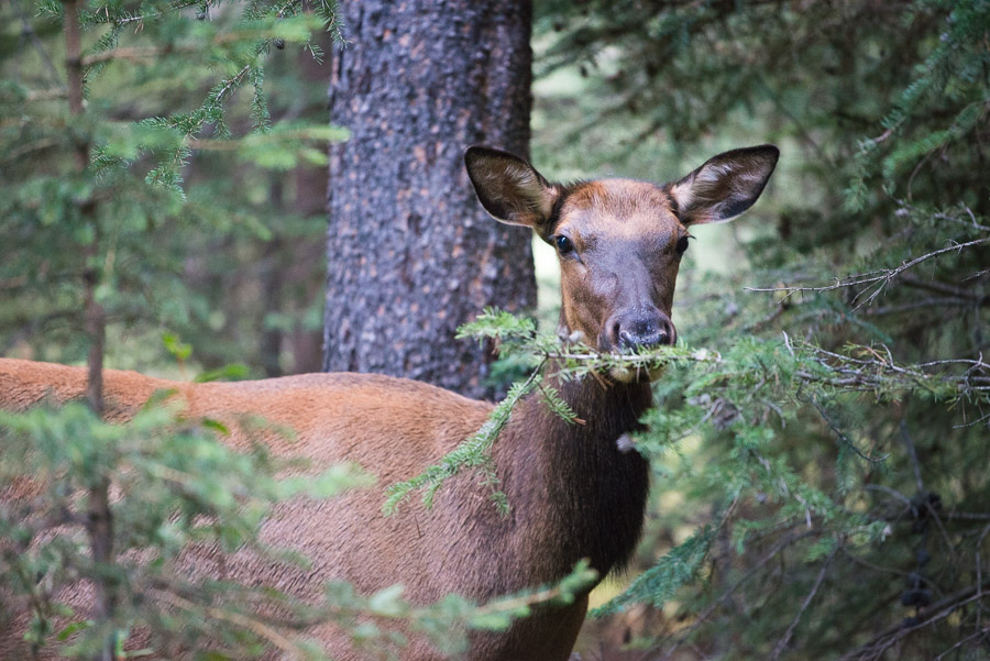 The next morning I was awoken by the sound of rustling nearby. Poking my head out of my hammock, my blurry eyes found this curious elk checking out my camp. It turns out my hammock was strung up over an animal path, and I was more of a surprise to this frequent traveller than vice versa.