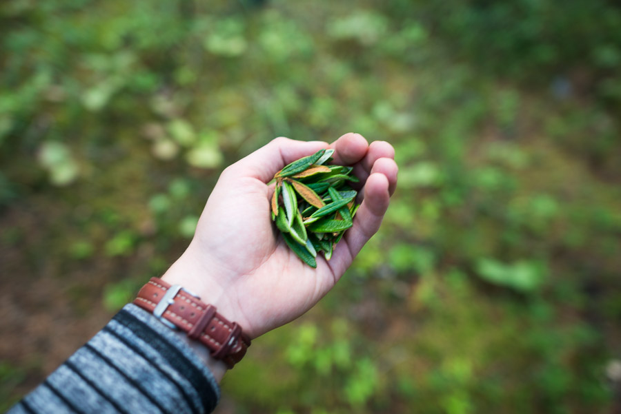 Finding enough space to step out of my dismal state of mind, I looked around with open eyes rather than the memories of the past and noticed a plant that I had come to love since first discovering it in the Yukon: labrador! It’s an absolute treat to make tea out of its leaves and it would end up becoming a nightly ritual on tour to brew up a pot before bed.