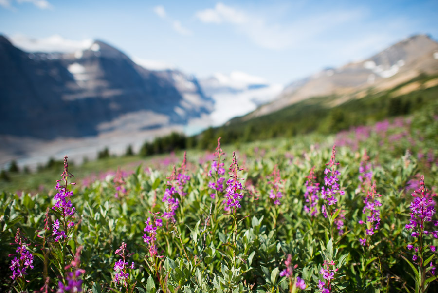 Fireweed: a colorful Rocky Mountain wildflower in bloom.