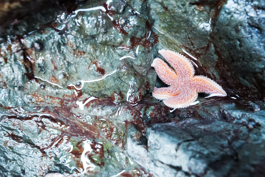 A tidal pool visitor.