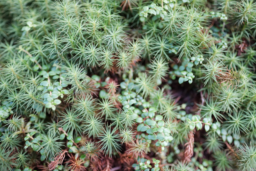 Looking down at the little details, the flora in Newfoundland bears a striking resemblance to that found further north on the Canadian tundra. Though at a significantly lower latitude here, the harsh environment yields a strikingly similar ecosystem.