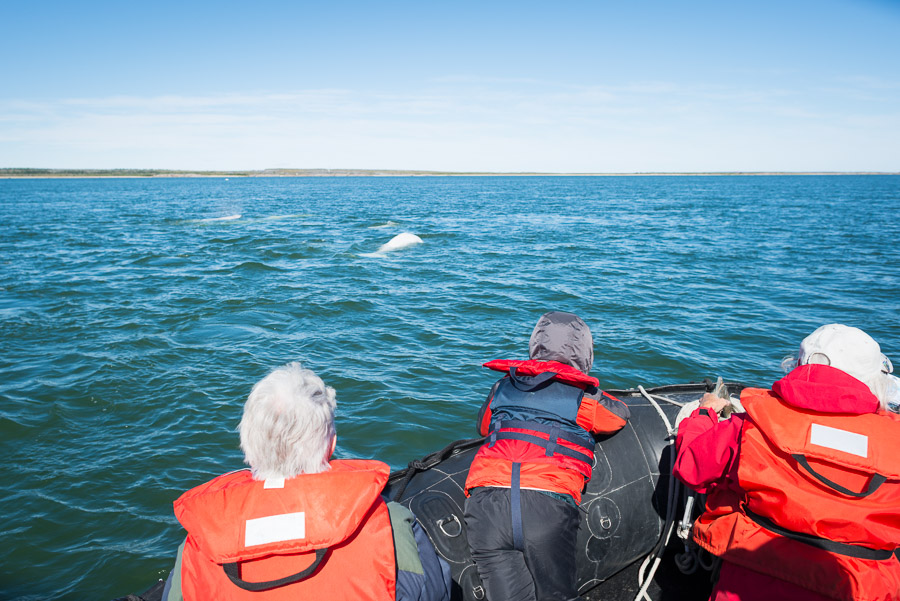 It’s an incredible experience getting up close and personal with these friendly whales.
