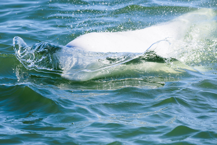 Belugas are incredibly curious and playful animals. They love to play in the bubbles from the motor. Every time we stopped to drop a hydrophone below the surface we quickly found ourselves drifting alone again, listening to their animated chatter fade into the distance.