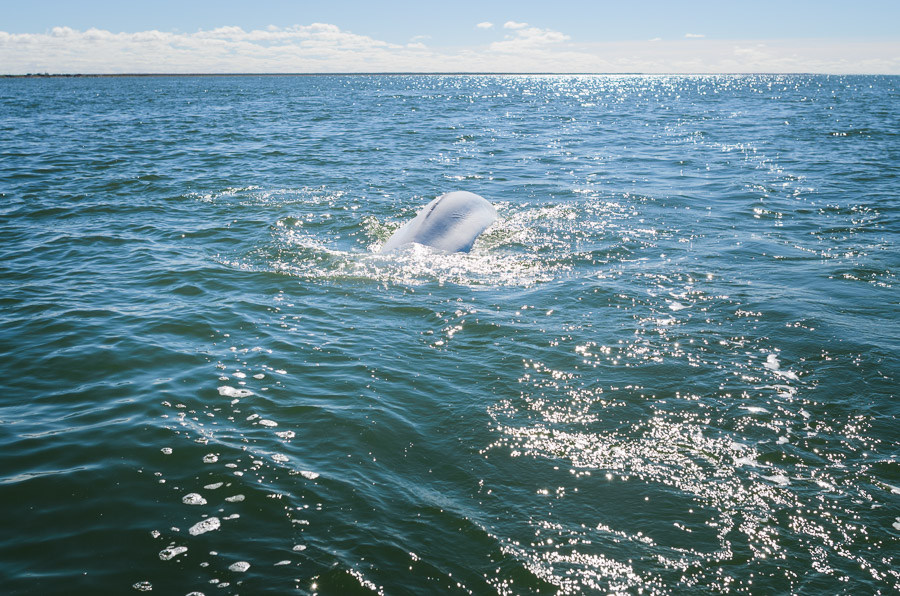Leaving the shelter of the Churchill River we motored out into the heavy swell of the Hudson Bay to move along the coast in search of polar bears.