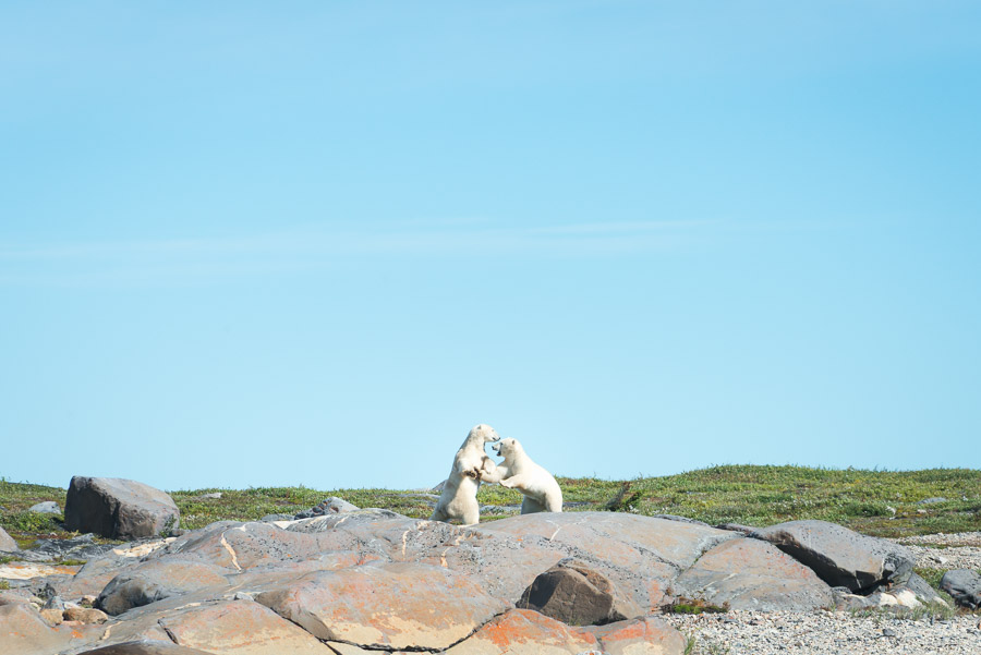 However, he was not alone. At this time of year, bears tend to conserve their energy, so it was another rarity to watch these two spar on the shore.