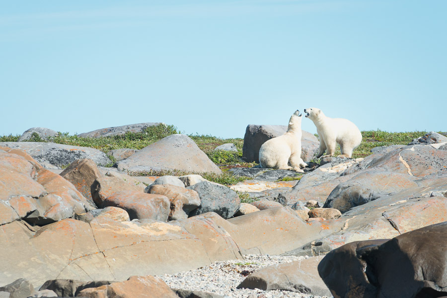 Polar bears on the shore of the Hudson Bay in summer.