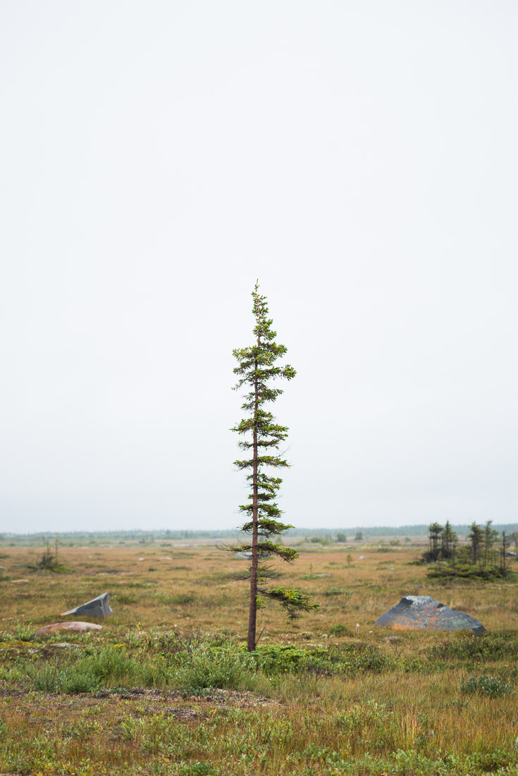 A lone pine. Harsh weather conditions make for a beautifully minimalist landscape.