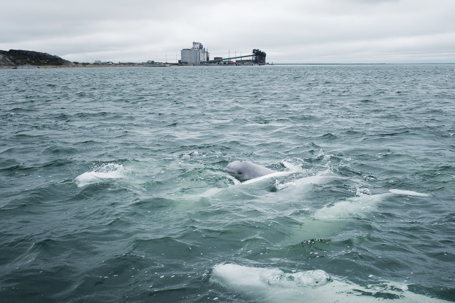A baby beluga pokes its dark grey head out of the murky birthing waters that are the Churchill River estuary. As it ages, its colour will shift to white like the other adults in this pod.