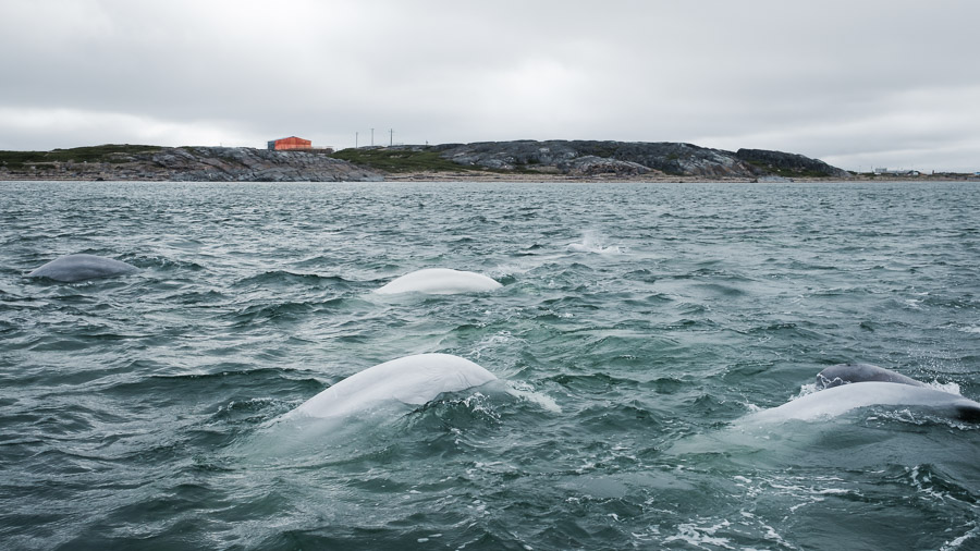 Beluga whales are also known as &lsquo;canaries of the sea&rsquo;, for they are extremely vocal and make many distinct calls that sound surprisingly birdlike.