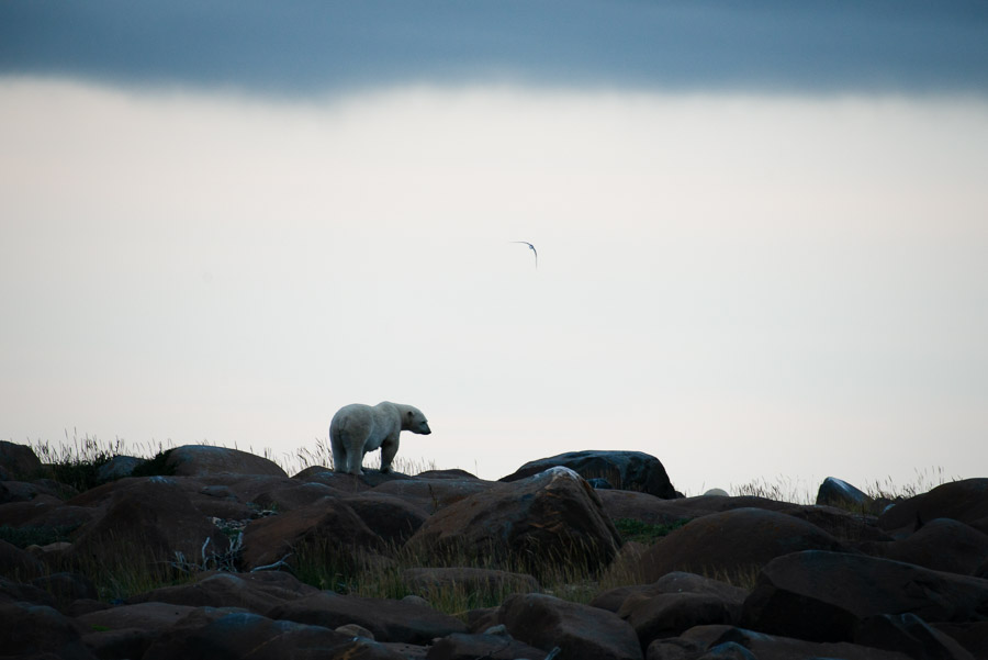 A polar bear stands silhouetted on a rocky ridge.