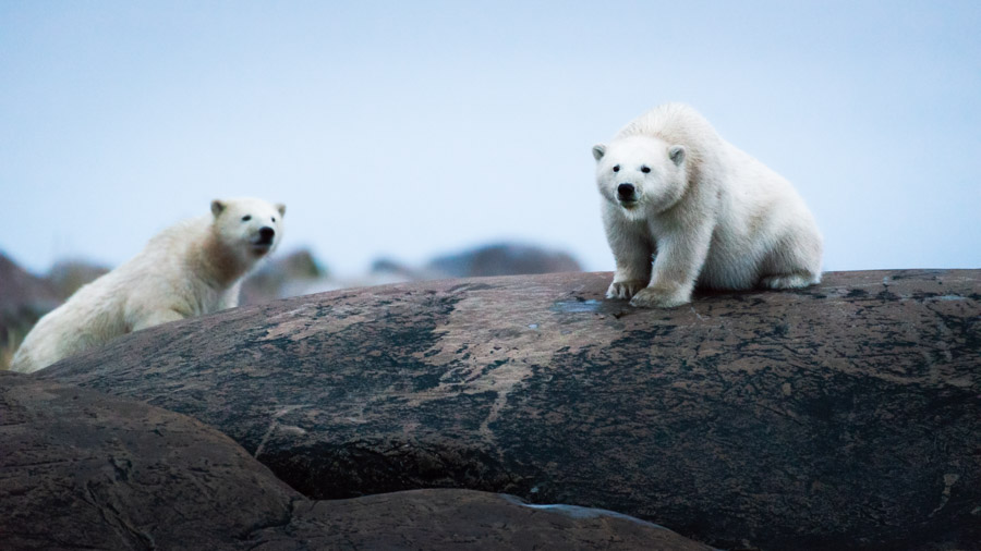 Two young polar bear cubs move playfully along the edge of the bay at dusk. They are approximately eight months old and to their wide eyes everything is still new.