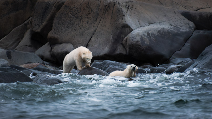 &hellip;and keep cool, as polar bears do.