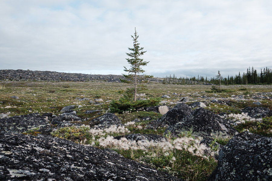 The disappearing edge of the treeline.