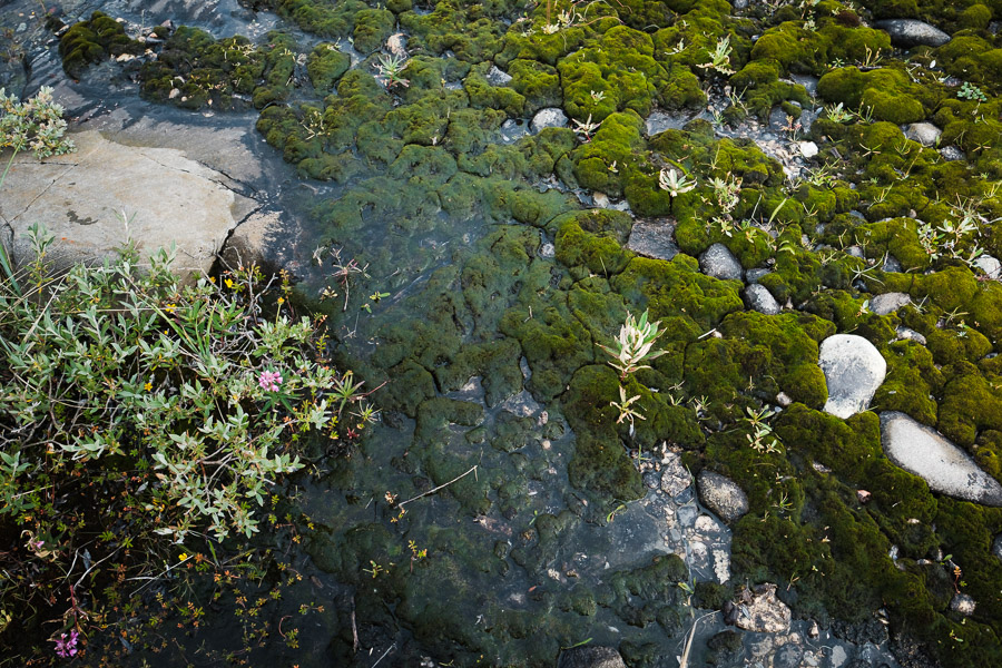 Tundra texture.