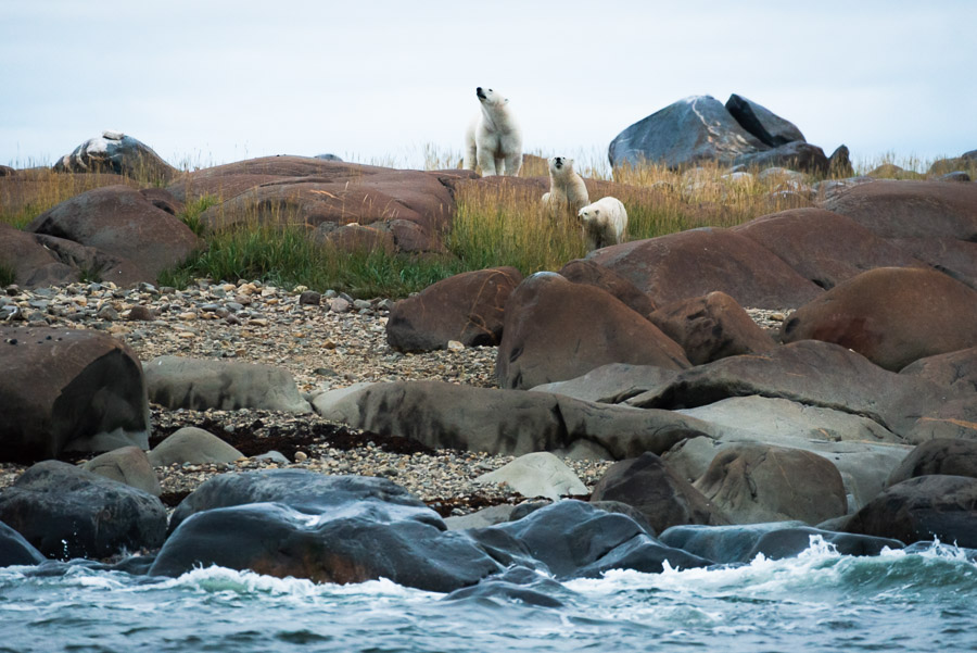A mother polar bear waits with her cubs on shore for the ice to freeze over. Since they were born, she has fed them with her own milk. Only when she can get back onto the sea ice can she begin seal hunting and thus replenish her reserves.
