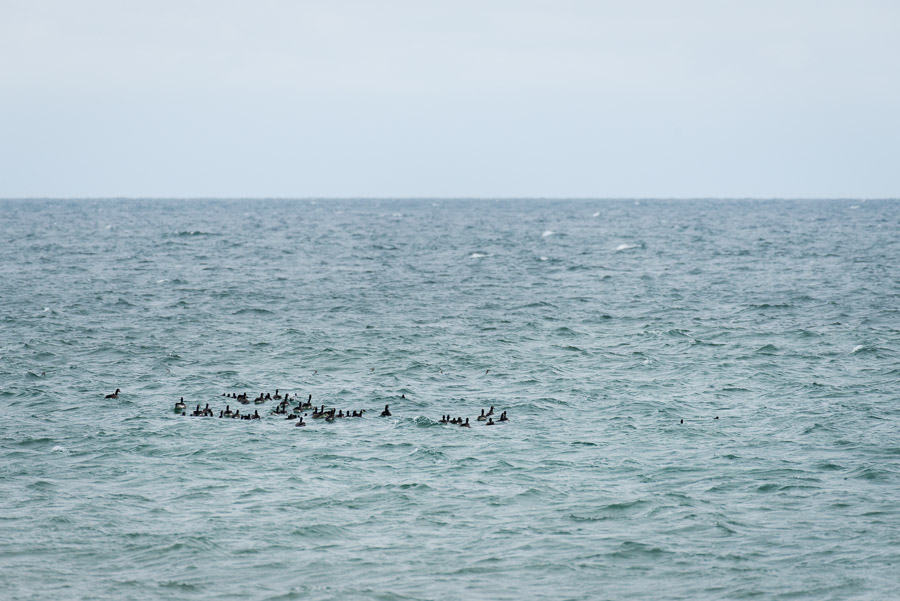 A flock of Canadian geese rests in the last piece of ocean on their southbound autumn journey. From here on in, it will an overland trek.