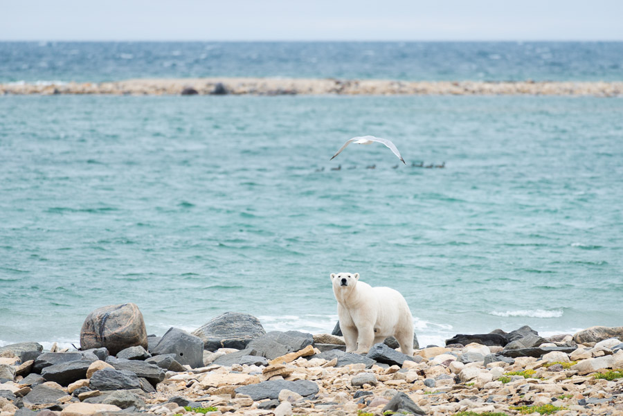 Eye contact. Polar bears are apex predators and don&rsquo;t fear humans at all, but they do keep their eyes (and nose) acutely aware of their surroundings.