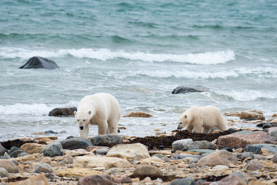 A mother bear teaches her cub the skills it will need&hellip;