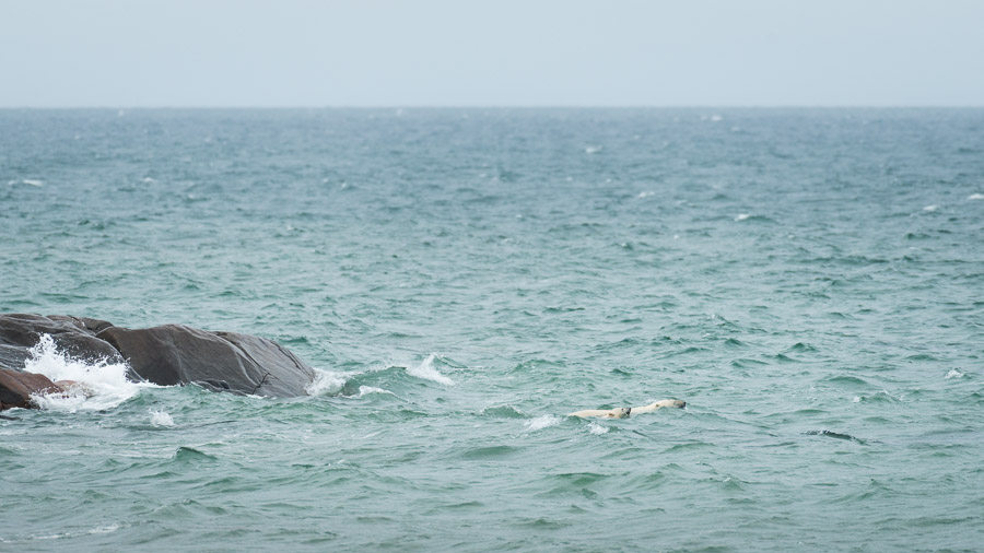 Over a period of about an hour, this mother polar bear and cub repeated a swim and walk cycle several times. Combined with some jumping on rocks mimicry (simulating the movements required to break into a seal den in winter time) it was evident that she was teaching him through drills, and preparing for the hunting season to come.