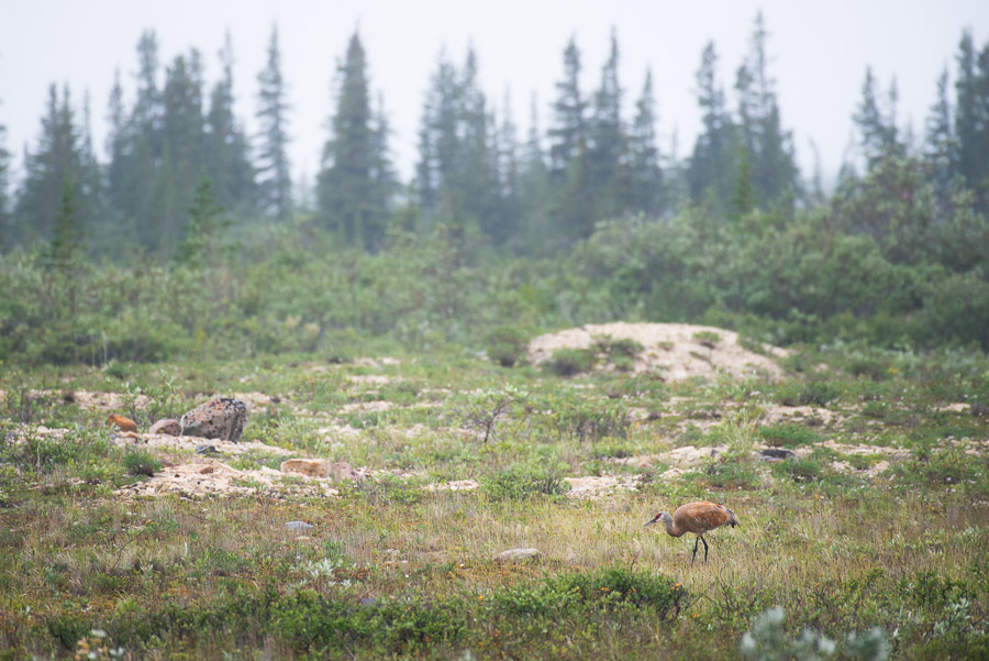 A sandhill crane blends in amidst the tundra&rsquo;s colour palette.