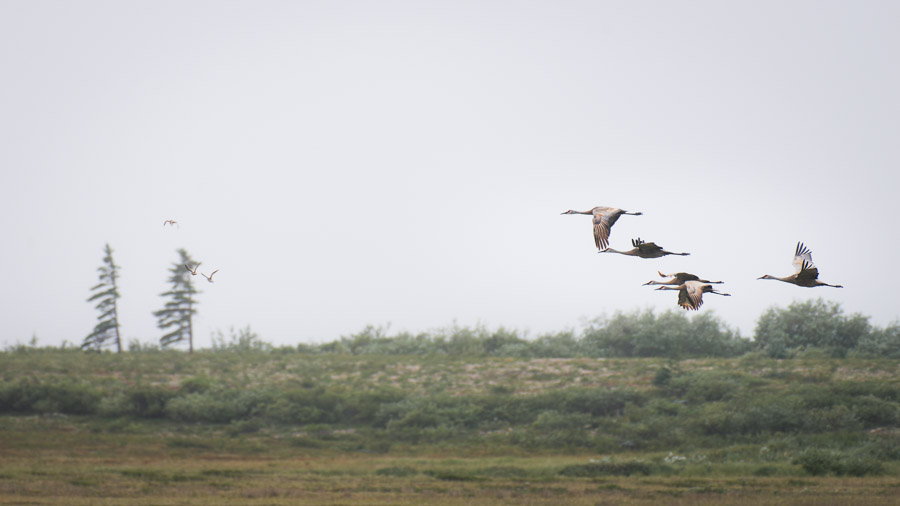 Sandhill cranes fly south - a small part of the migratory mass of life that moves through this unique ecosystem&rsquo;s seasonal landscape.