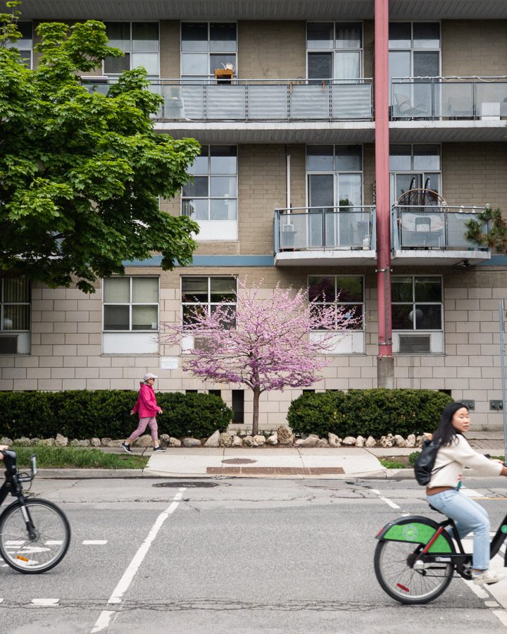 A pink blossoming tree in front of an apartment block as a cyclist and pedestrian pass on the street below