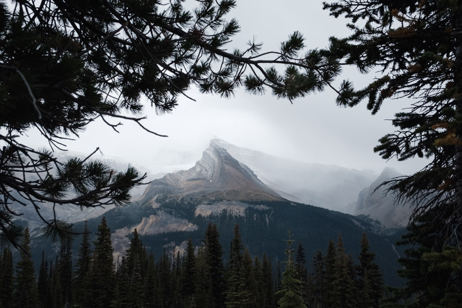 Trolltinder Mountain's snow-swept ridge framed by dark pine branches under low cloud