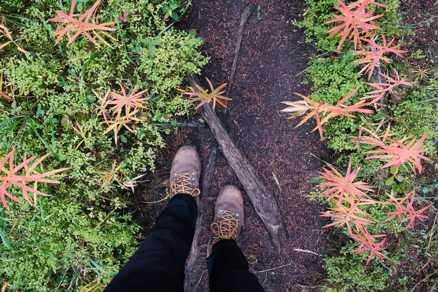 Looking down at hiking boots on a dirt trail edged with fireweed turning autumn red and orange