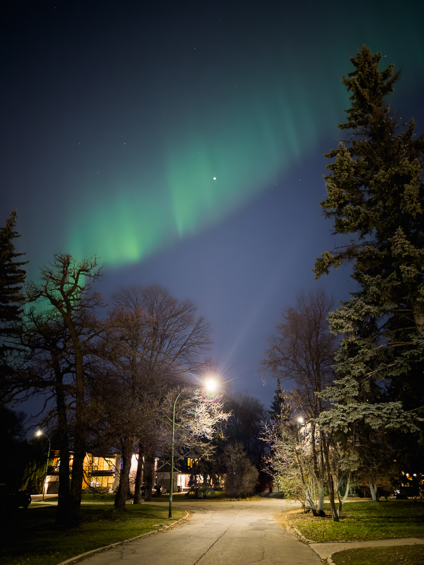 A green aurora band arcing over a lamplit residential street framed by tall spruce and bare elms