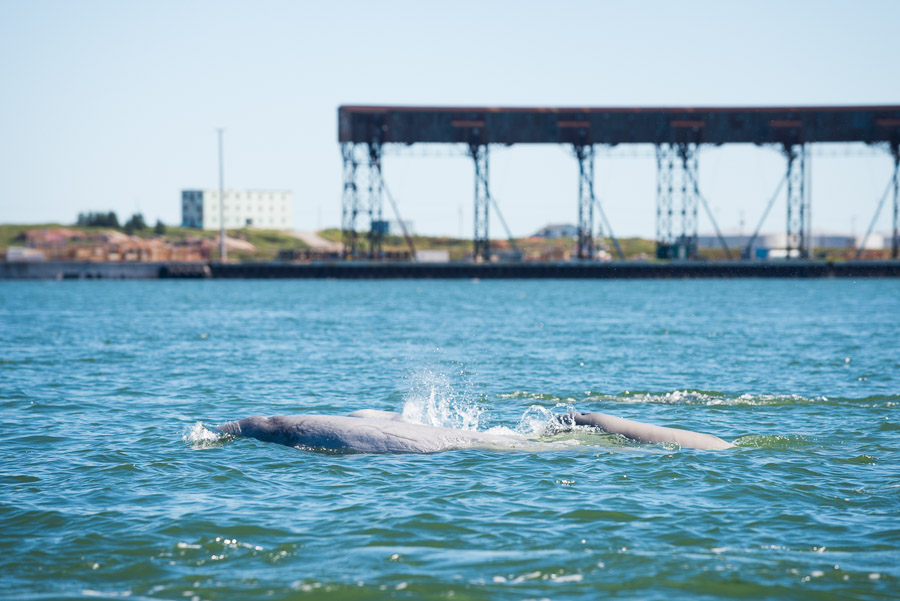 A young beluga calf (the darker of the pictured whales) keeps close to its mother, as they swim in the safety of the Churchill River estuary.Context: Spending time on the water and tundra around Churchill, Manitoba (August 2016). &ndash;link forthcoming&ndash;