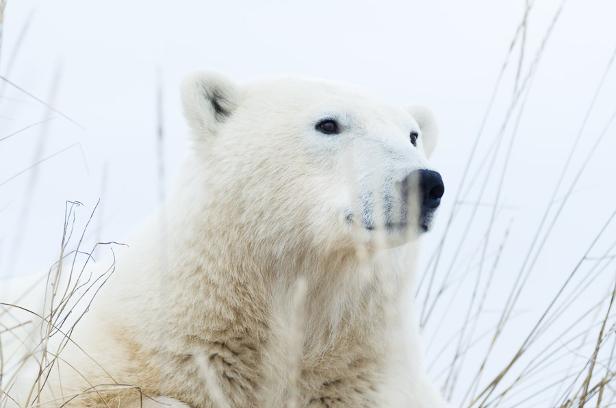 A polar bear gazes out at the Hudson Bay, waiting for the ice to freeze and the feast to begin.Context: A shoulder season visit to Churchill, Manitoba (November 2011). &ndash;link forthcoming&ndash;