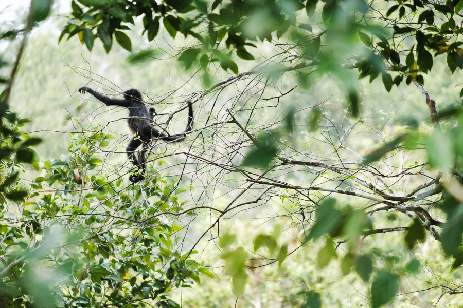A monkey leaps from a branch, trusting the next handhold to be in reach within the thick canopy.Context: Part of a month spent in Guatemala (April 2017), exploring the contrasting ecosystems of cloud forest and lowland jungle. &ndash;link forthcoming&ndash;
