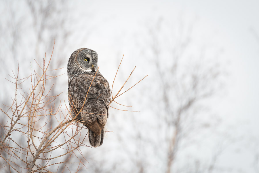 A great grey owl sits sentinel in bare branches along the lake shore, waiting in rapt silence.Context: A moment from one of many close-to-home adventures in Manitoba. &ndash;link forthcoming&ndash;