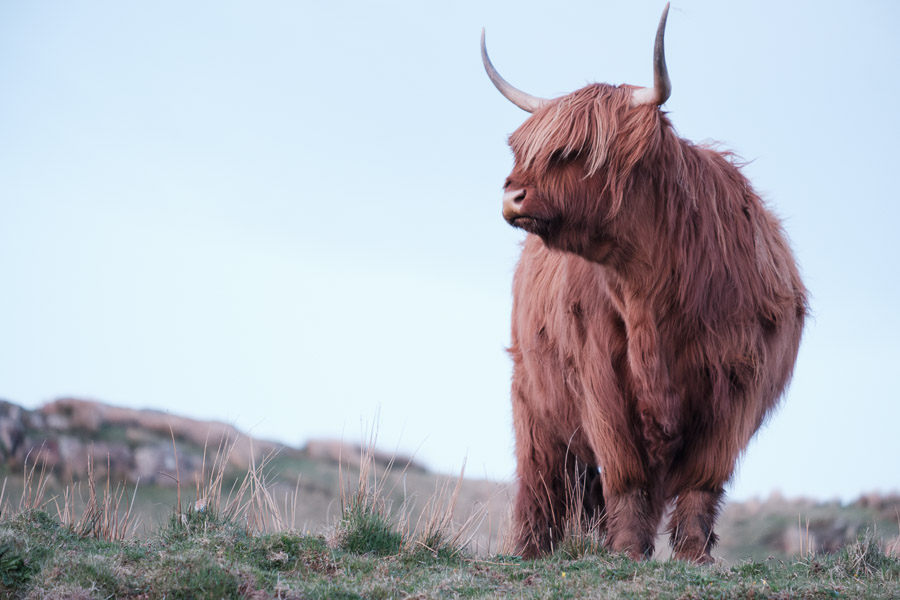 A highland cow named Ginger, looking good and she knows it.Context: Part of a pilgrimage to connect with family in Scotland (May 2024), here camped on the Isle of Skye. &ndash;photoessay&ndash;